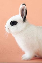 索尼提高了收购预算 从50亿提升至130亿美元